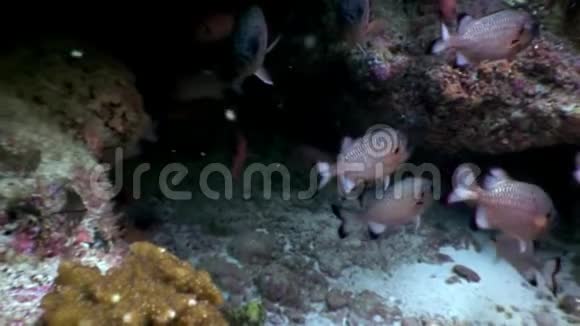 马尔代夫珊瑚背景下的鲈鱼石斑鱼学校视频的预览图