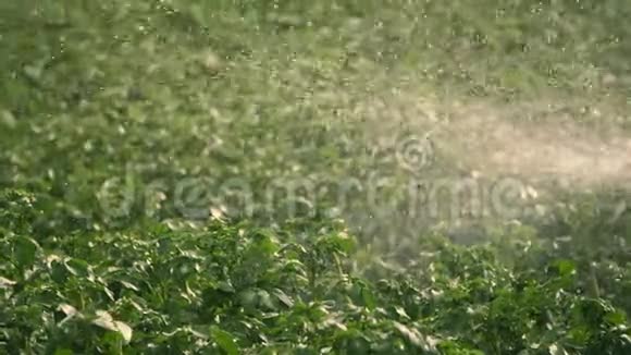 特写专用灌溉系统将水洒在青薯丛中雨水滴落浪花飞过绿色视频的预览图