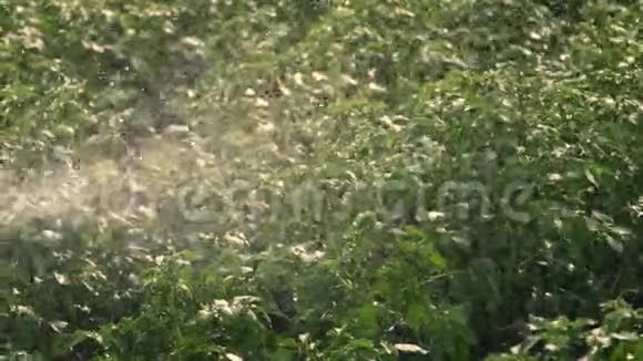 特写专用灌溉系统将水洒在青薯丛中雨水滴落浪花飞过绿色视频的预览图