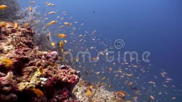 马尔代夫海底背景下亮黄色橙色鱼类的学校视频的预览图