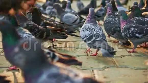 鸽子群城市鸽子在公园里视频的预览图