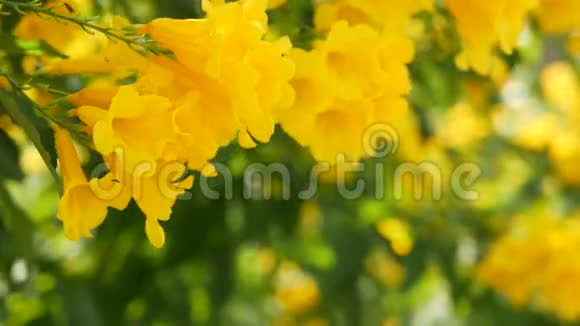 美丽的黄色花束在灌木的树枝上天然花卉背景春天的心情阳光明媚视频的预览图