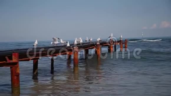 阳光明媚的一天海边的海鸥视频的预览图