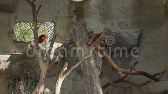 两只白手长臂猿坐在树上视频的预览图
