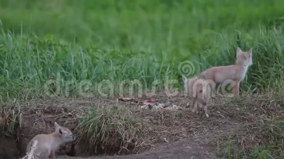 洞附近有三只小狗狐狸视频的预览图
