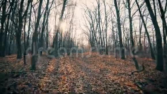 森林背景轨迹中的秋树视频的预览图