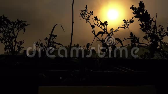 日出时分美丽的阳光照射在一个装饰着鲜花的阳台上视频的预览图