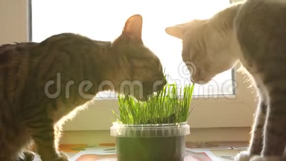 两只猫吃猫草天然维生素照顾宠物视频的预览图