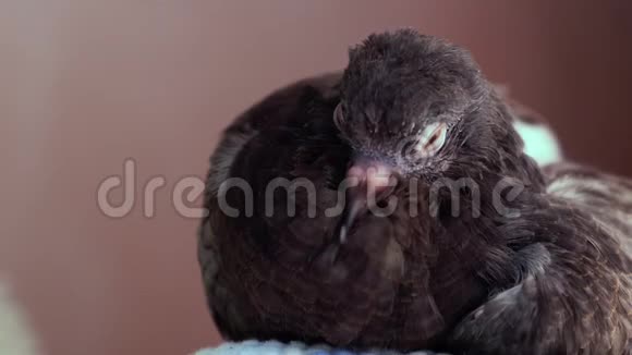 粉红墙附近的绒毛鸽和渴望睡眠的雅旺视频的预览图