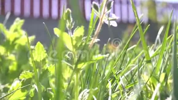 小动物在草地上奔跑穿过小径从POV的角度潜入一个房子附近视频的预览图