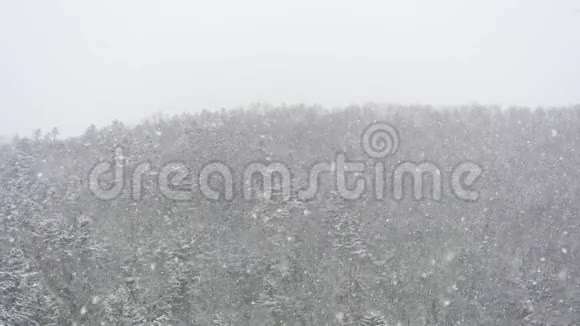 一场暴风雪正在刮风秋天的傍晚在森林缓慢的背景下下雪视频的预览图