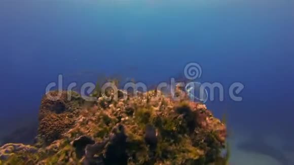 曼塔雷和五颜六色的鱼学校蓝色海洋珊瑚礁中的和平与优雅的曼塔视频的预览图