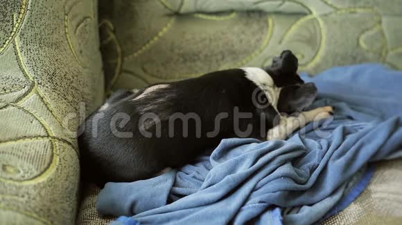 小可爱的吉娃娃狗休息睡在沙发上的蓝色抹布狗跑到主人的电话前视频的预览图
