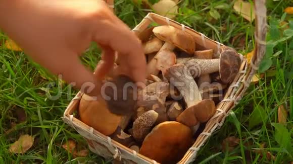 女人把蘑菇放进篮子里视频的预览图