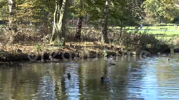 公园里的一个小湖野鸭在湖上游泳湖面上天空和树木的倒影视频的预览图