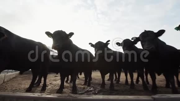 站在农场户外的黑牛视频的预览图