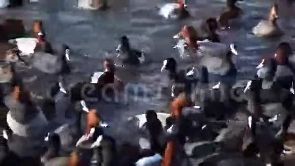 海滩上的鸽子视频的预览图