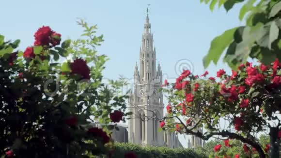 在阳光明媚的日子里用尖顶穿过红玫瑰灌木丛在钟楼上拍摄了令人惊叹的照片视频的预览图