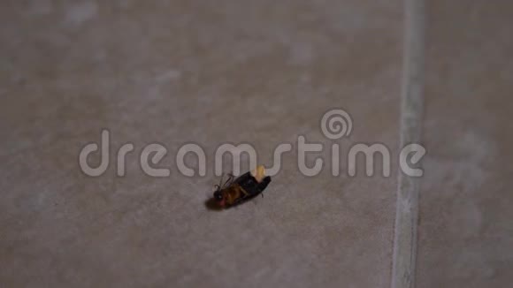 萤火虫沿着后院铺着瓷砖的地板爬行4k慢镜头特写镜头视频的预览图