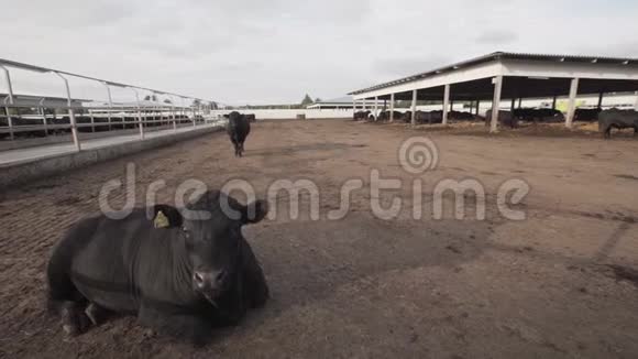 躺在农场院子里的黑牛视频的预览图