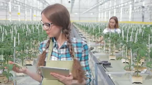 女农学家研究温室中的绿色植物在室内的水培视频的预览图
