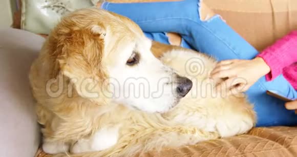 女人在沙发上用数码平板电脑抚摸她的狗视频的预览图