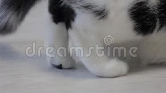 黑斑白猫的后腿特写镜头视频的预览图