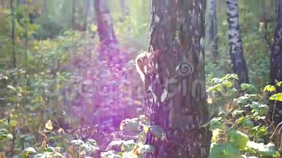 松鼠爬在树上视频的预览图