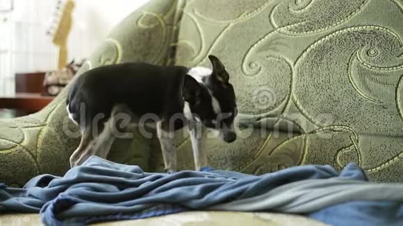 可爱的小吉娃娃狗或玩具狗正准备睡在沙发上视频的预览图