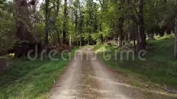新西兰乡村公路穿过橡树森林4k视频的预览图