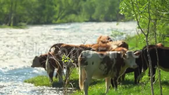 奶牛站在山河的海岸上是很多牛干净的水视频的预览图