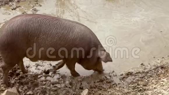 西班牙埃斯特雷马杜拉草原上的黑色伊比利亚猪视频的预览图