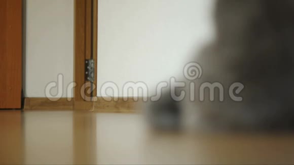 一只灰色猫的特写孕育了俄罗斯蓝坐在一个房间的镶木地板上猫站起来跳了出来视频的预览图