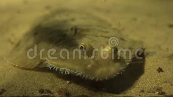 海底生物海洋生物视频的预览图