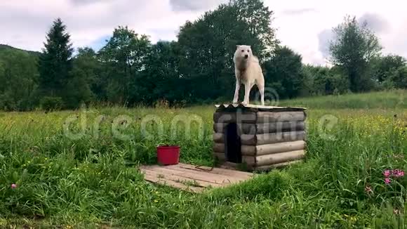 白色哈士奇保护领土链子上的狗保护着绿色的花园视频的预览图