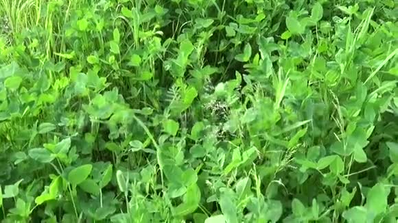 绿色的三叶草在风中摇曳三叶草三叶草运动摄像机的视频镜头拍摄垂直视频的预览图
