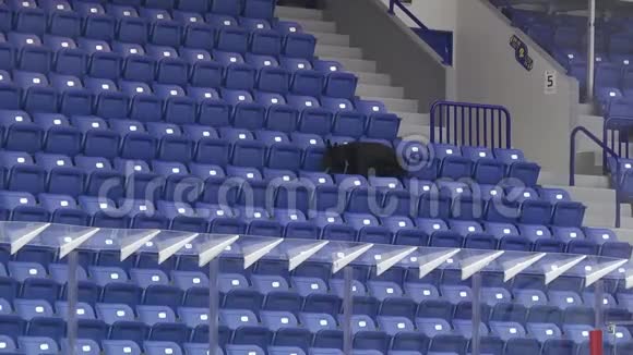 警犬嗅着体育场看台视频的预览图