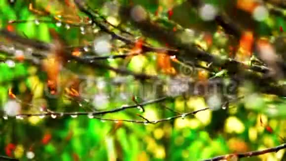 秋雨流水树枝无叶潮湿的树枝在风中摇曳视频的预览图