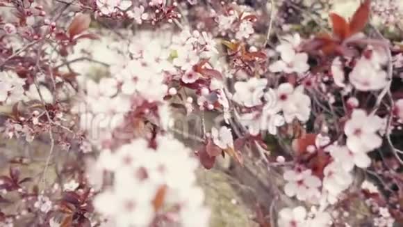 日本樱桃或樱花粉红色慢动作的复古外观视频的预览图