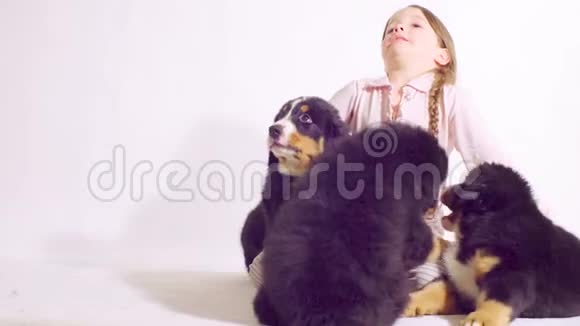 一只伯尔尼牧羊犬的女孩和三只小狗视频的预览图