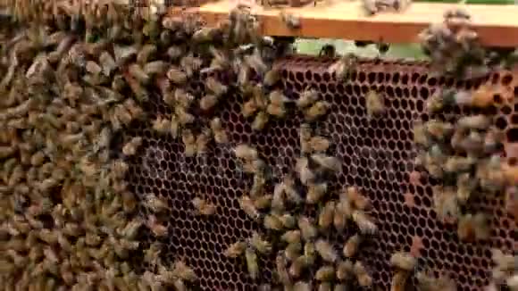 工作的养蜂人收集蜂蜜蜜蜂成群结队地在蜂巢周围飞来飞去养蜂概念视频的预览图