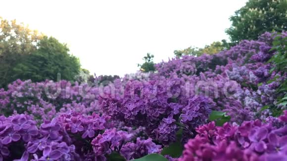 花园里紫丁香树的一部分视频的预览图