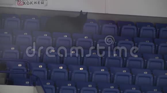 警犬嗅着体育场看台视频的预览图