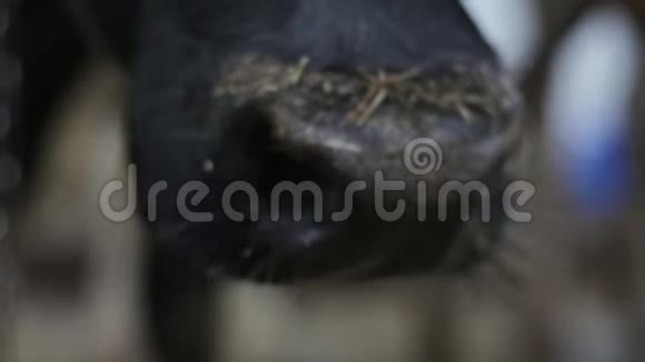黑牛的嘴在镜头前缓慢地移动视频的预览图