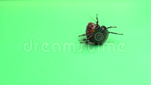 一只蟑螂在背上旋转试图站在爪子上绿色屏幕视频的预览图