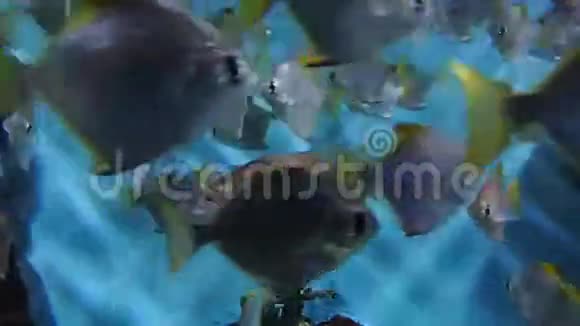 一大群珊瑚鱼视频的预览图