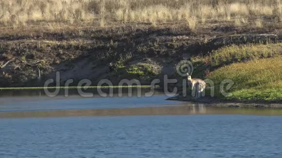 托沃姆巴地区的克雷斯布鲁克湖视频的预览图