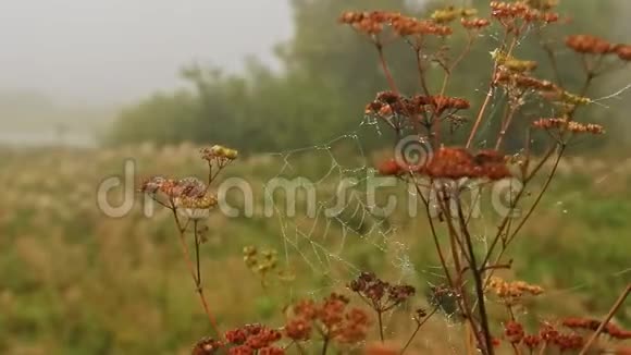 牛草干茎上有露珠的蜘蛛视频的预览图