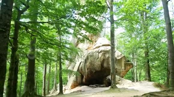 森林漫游山石视频的预览图