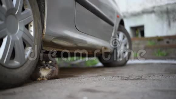 一只灰色的猫一只白色的胸脯藏在车轮旁边看着绿眼睛周围发生的事情视频的预览图